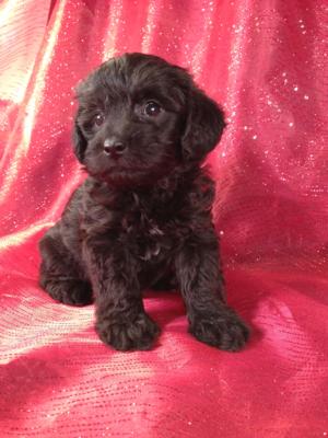 Male Black Schnoodle Pup#5 for sale|Ship for $150 into Massachusetts, Maryland, New Jersey, Florida, North Carolina, Pennsylvania, Rhode Island, Washington DC and Many More!